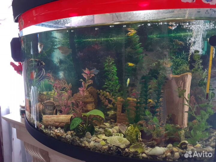 Аквариум
