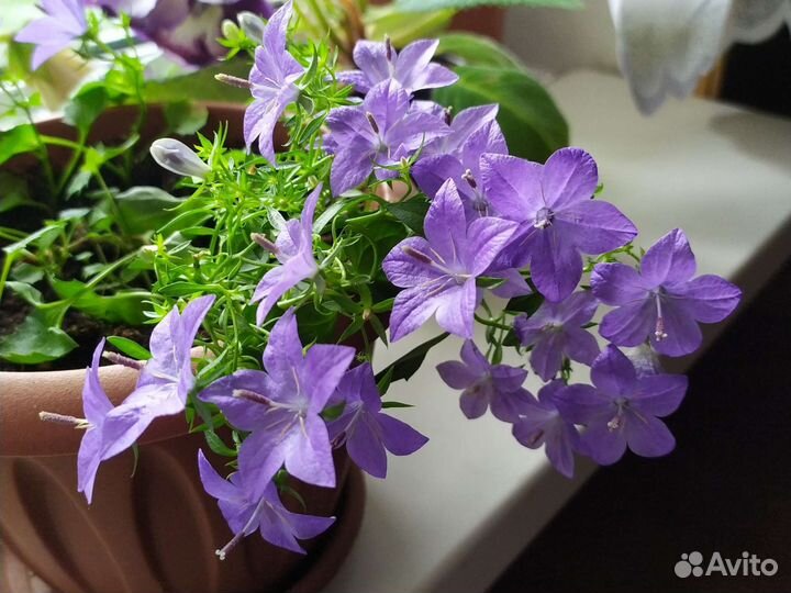 Кампанула невеста и жених цветут