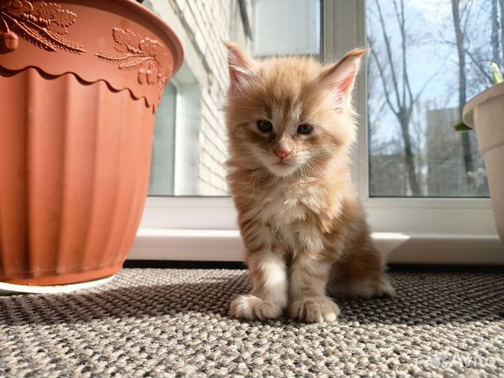 Котята Мейн-кун