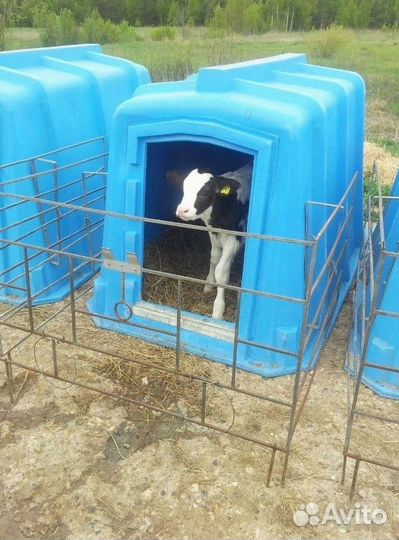 Бычки, телята на корм