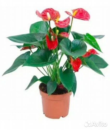 Пеперомия туполистная, Антуриум