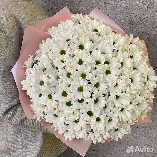 Хризантема Цветы Доставка