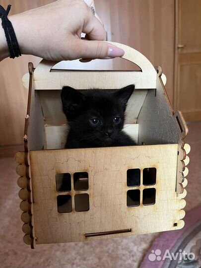 Кошечка в добрые руки