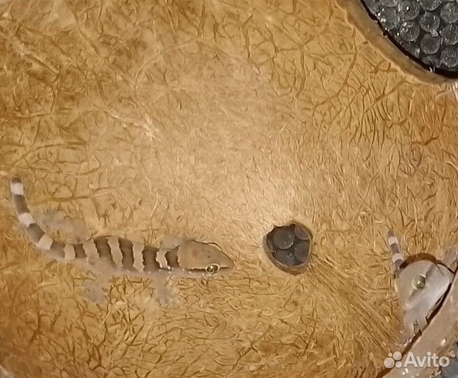 Триндурусы пара