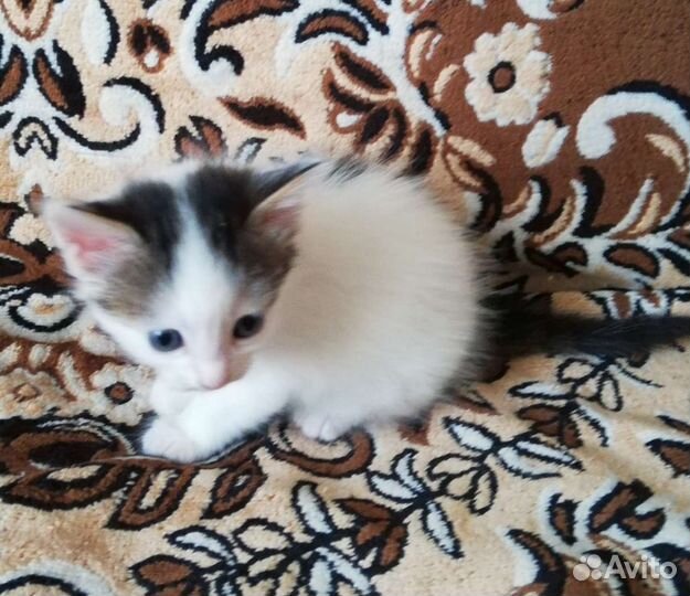 Котята норвежской лесной кошки