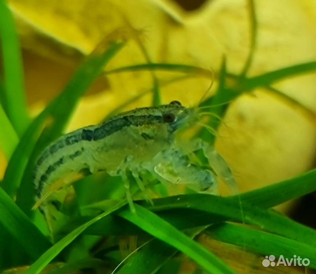 Мексиканский карликовый рак