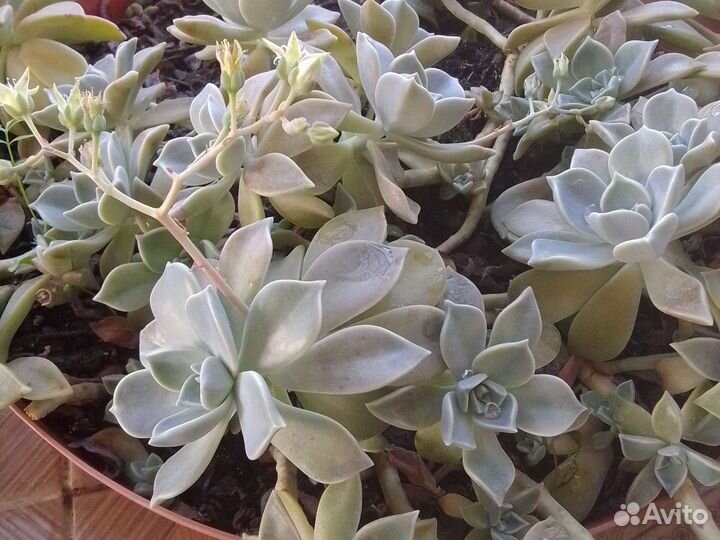 Суккуленты разные