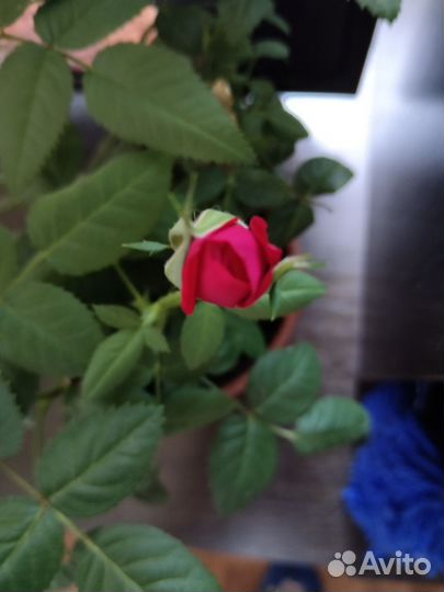 Роза комнатная