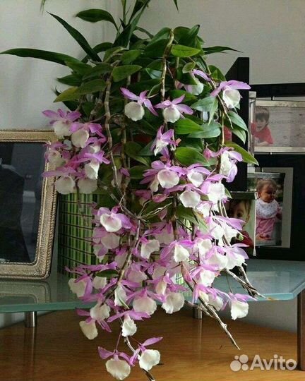 Орхидея дендробиум