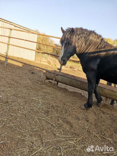 Лошадь жеребец