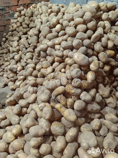 Продам картофель на корм скоту