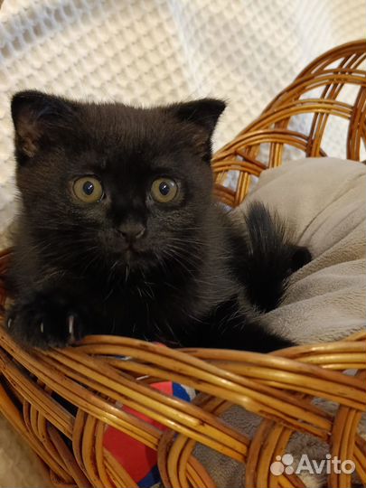 Котята вислоухие
