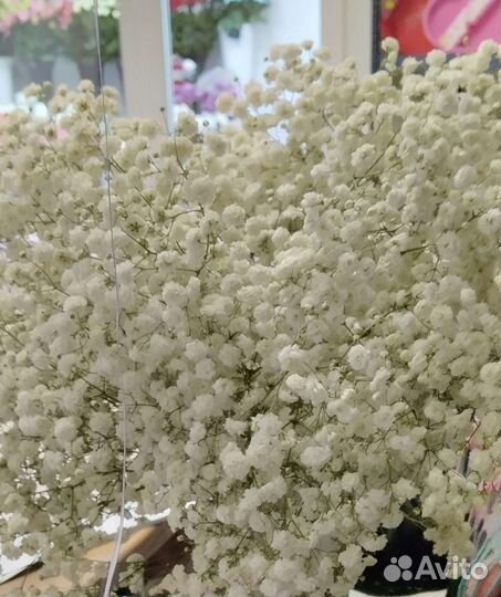 Гипсофила Белая