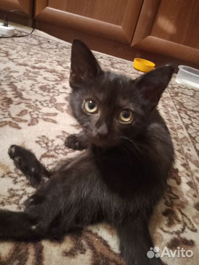 Отдаю кошечку малютку