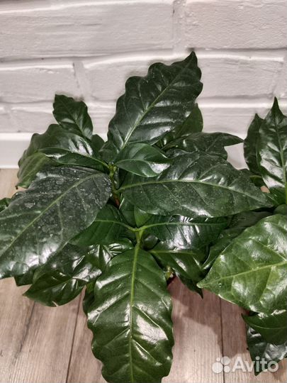 Кофе комнатное растение