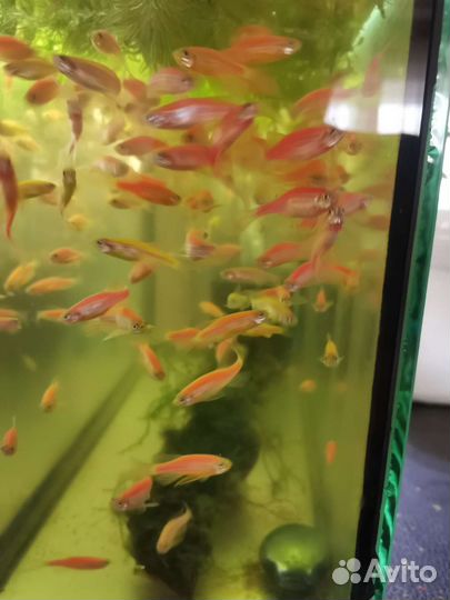 Аквариумные рыбки
