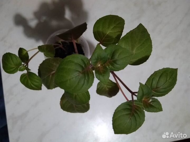 Фуксия кустовая Нимфа