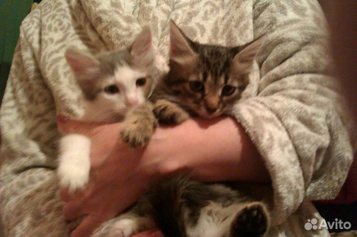 Котята