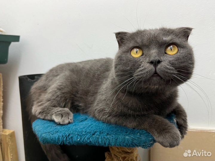 Вислоухий кот ищет дом