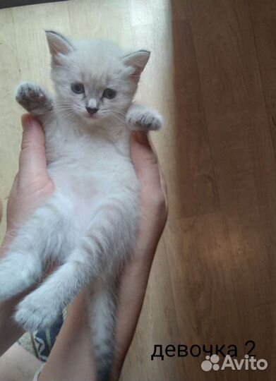 Котята в добрые руки