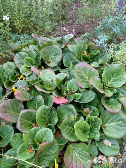 Растение Бадан