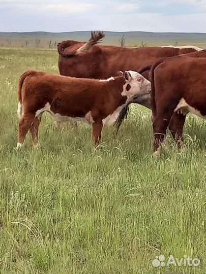 Телята бычки