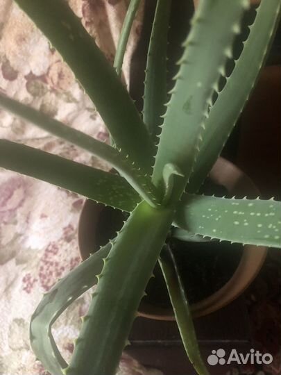 Алоэ вера. Трехлетние растение