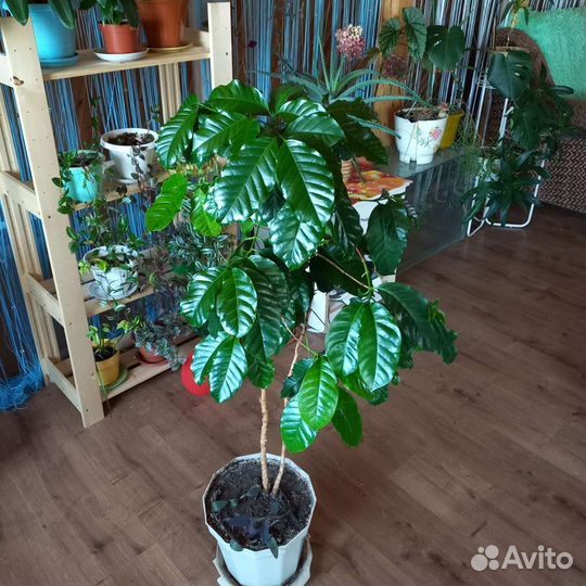 Кофе Арабика