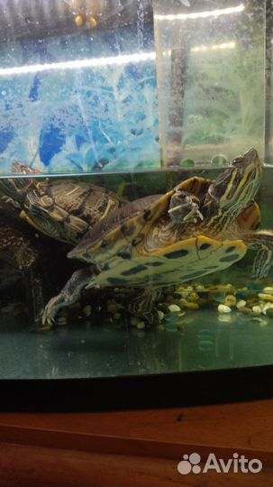 Красноухая черепаха бесплатно