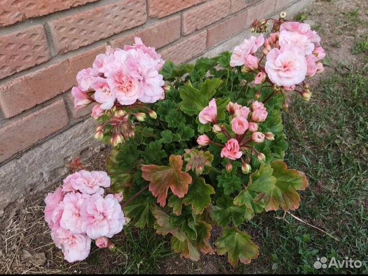 Пеларгония Леона Галактика