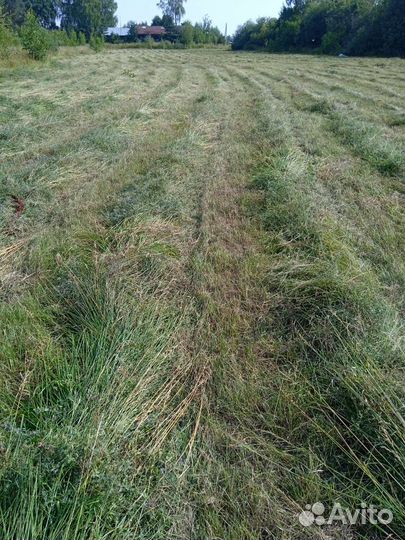 Сено скошенное на подстилку