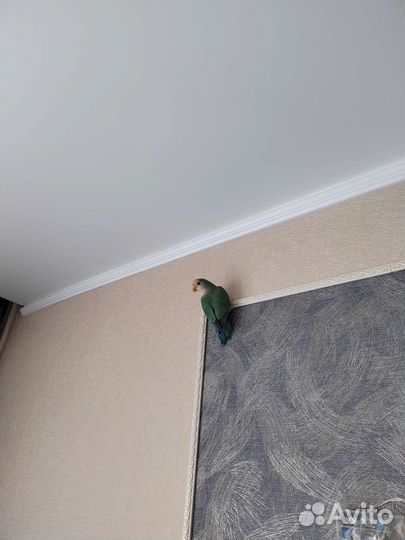 Попугай неразлучник с клеткой