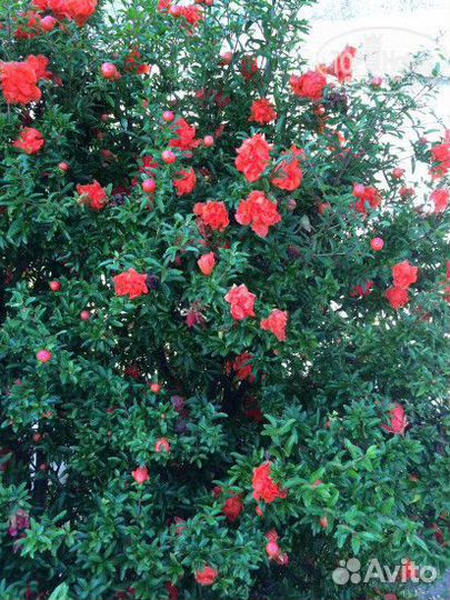 Гранат махровый декоративный