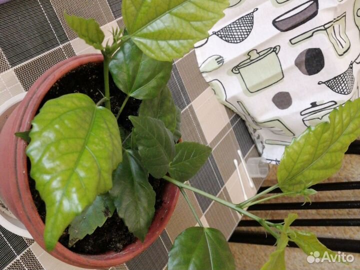 Гибискус. Забронированно