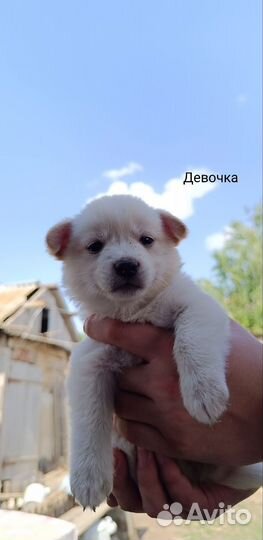 Щенки маленьких пород