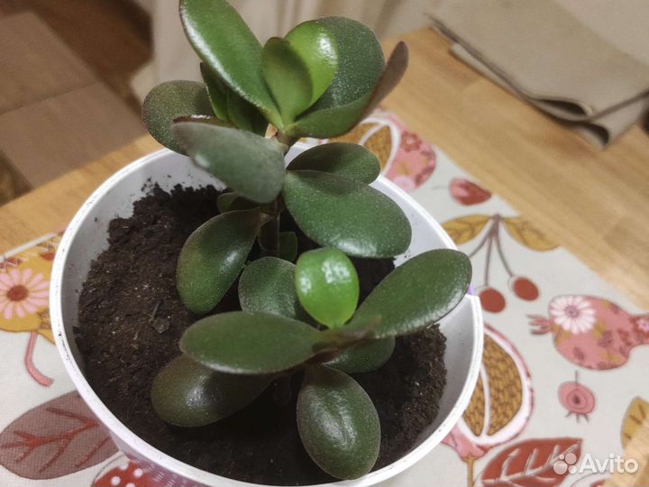 Денежное дерево толстянка