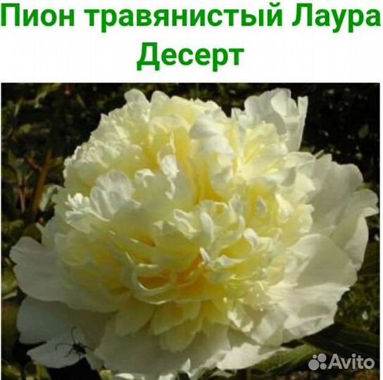 Сортовые пионы