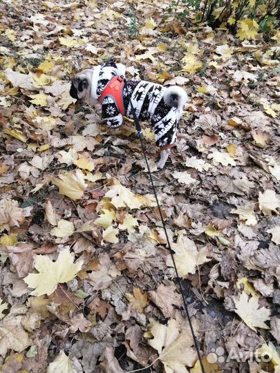 Костюм для маленькой собаки