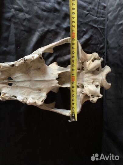 Череп древнего пещерного