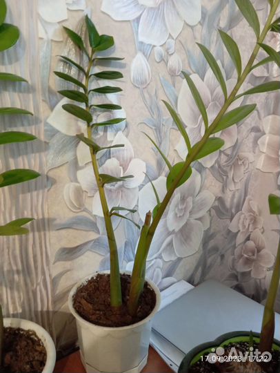 Замиокулькас