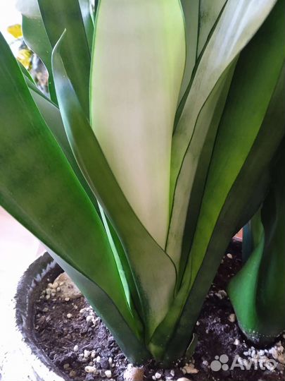 Сансевиерия сортовая муншайн