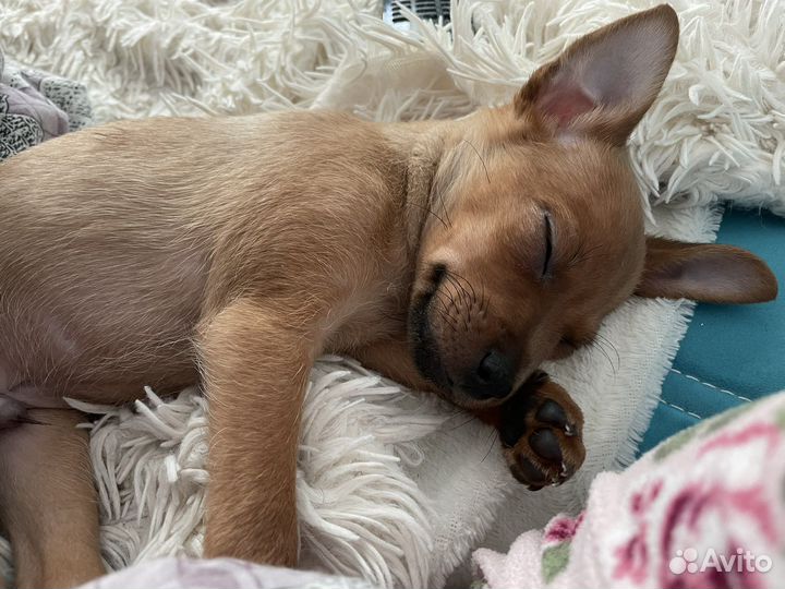 Собака той-терьер