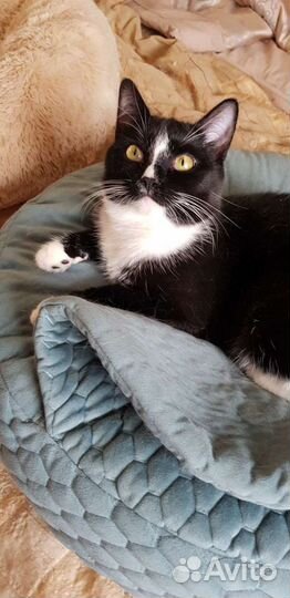Котенок бобтейл черно-белый девочка Шарлотта 7мес