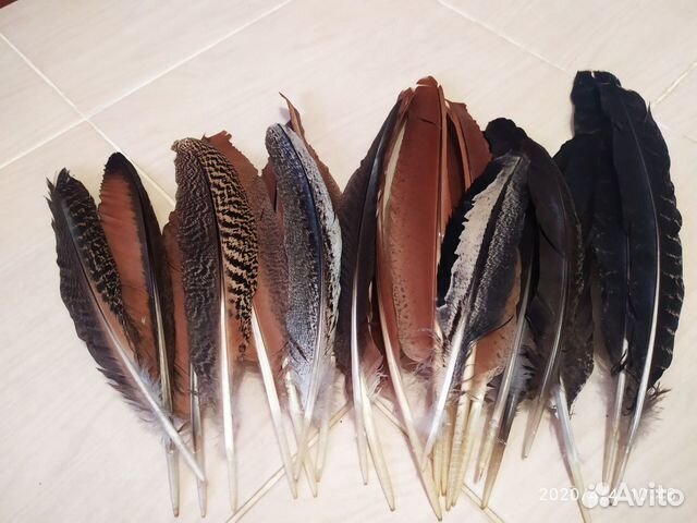Перья птиц