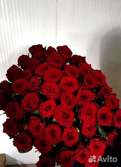 Розы, букет цветов, 101 роза. Розы опт