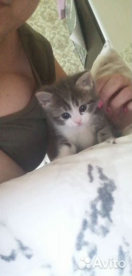 Кошечки