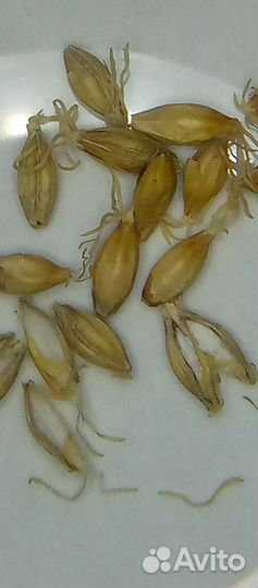 Солод светлый из пивоваренного двухрядного ячменя