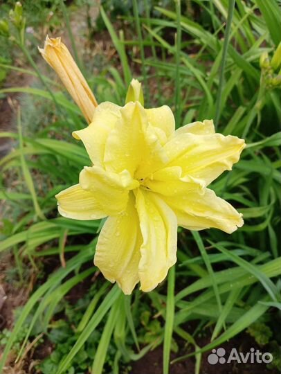 Лилейники сортовые