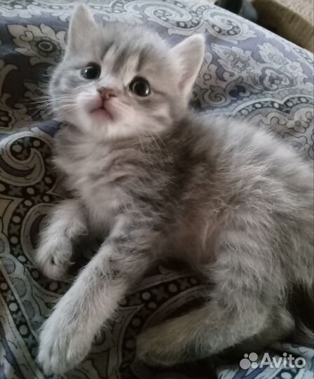 Котик в добрые руки
