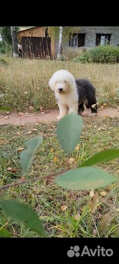 Бобтейл щенки